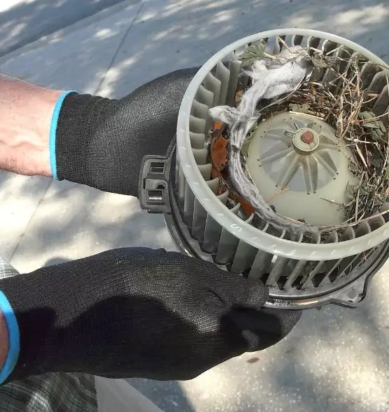 About Air Duct Mice Removal in Safety Harbor, FL